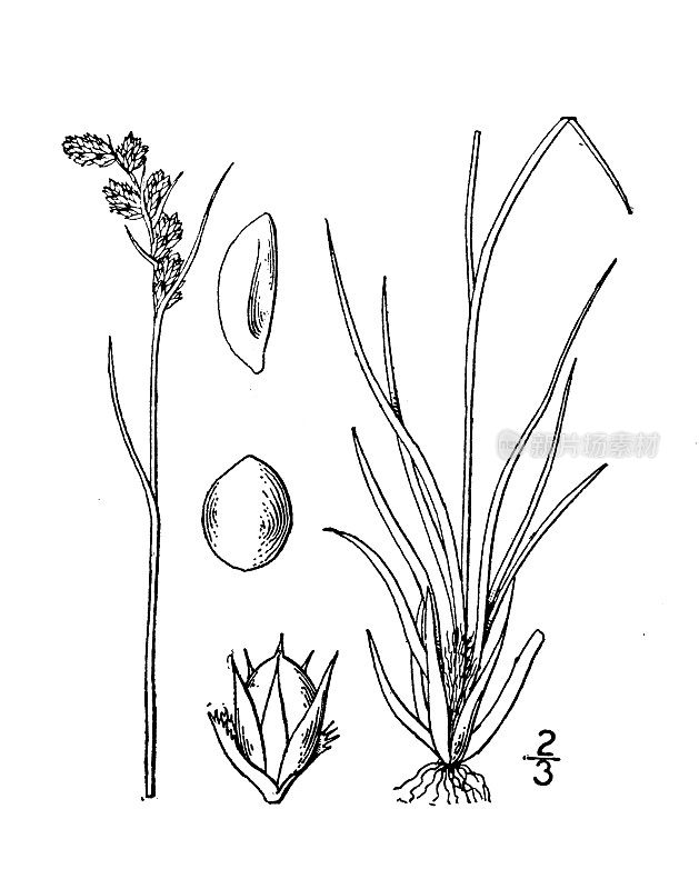 古植物学植物插图:Juncoides spicatum，尖刺木rush